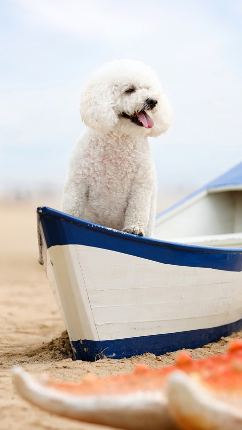 Benefits of keeping a dog 2 preview