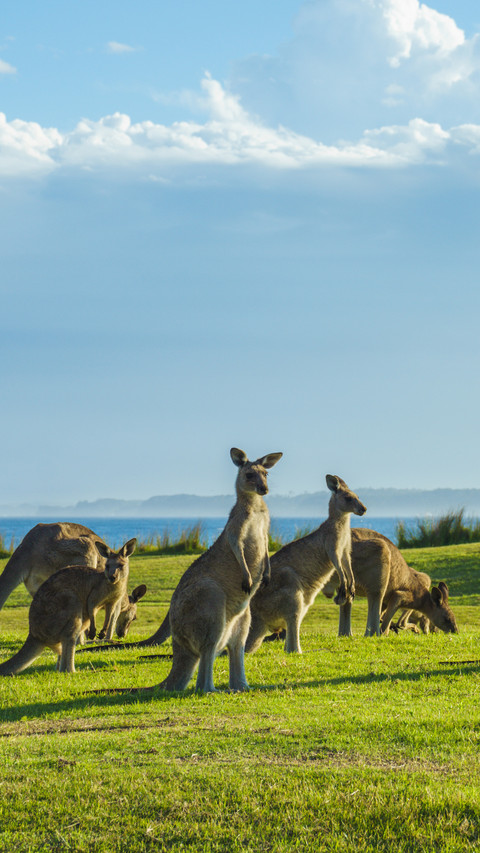 A group of wild kangaroos by the seaside preview
