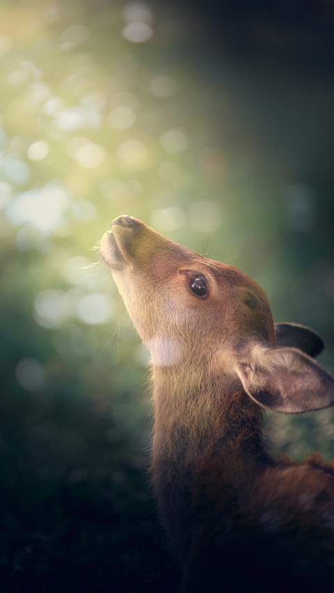 The dreamy deer in nara park preview