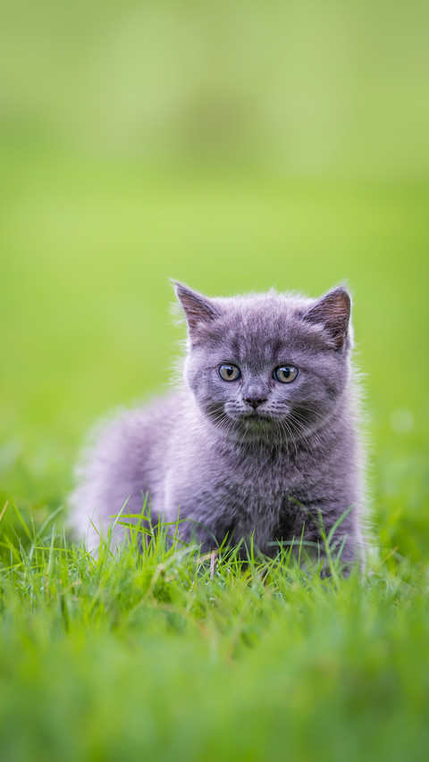 A Cute Kitten Playing on The Grass preview