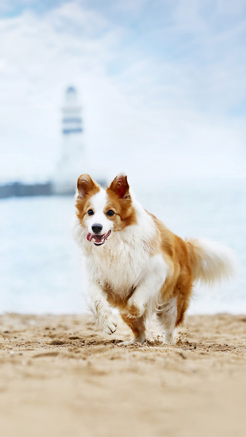 The new challenge of border collies excrement removal preview