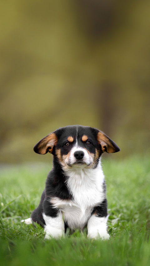 A Corgi Puppy in The Park in The Summer preview