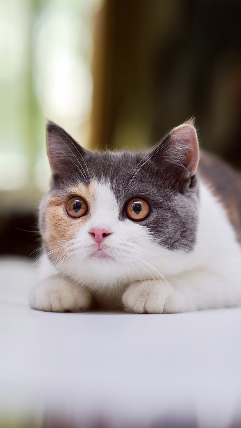 Have you been domesticated by cats 3 preview