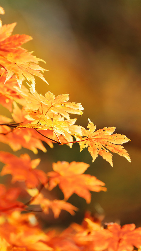 Golden red leaves preview