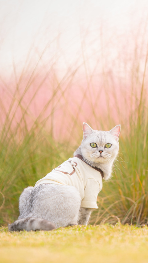 British short haired cat silver gradient 19 preview