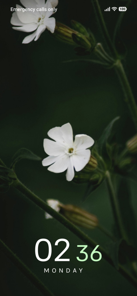 Pearl Bloom preview