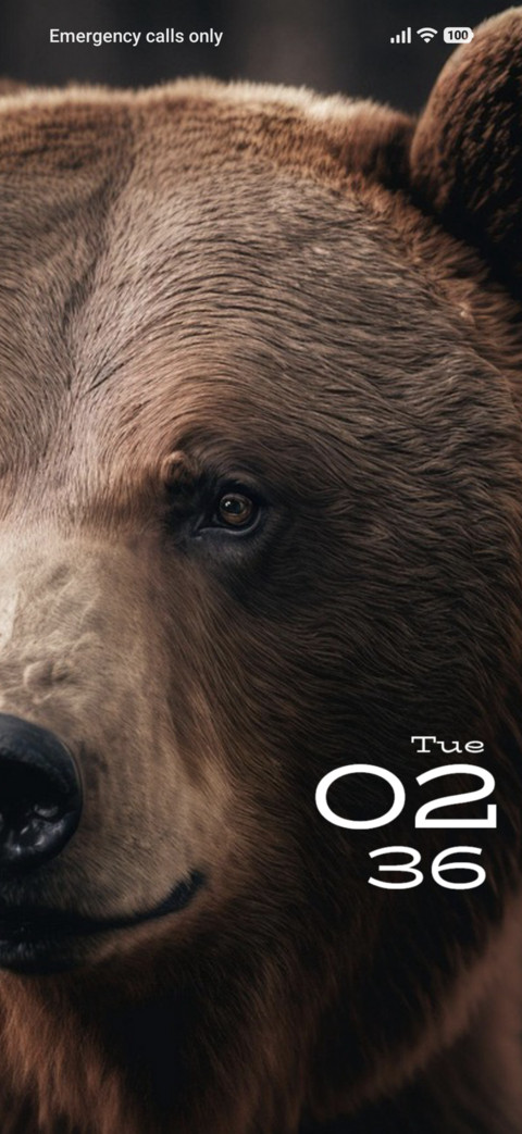 Bear preview