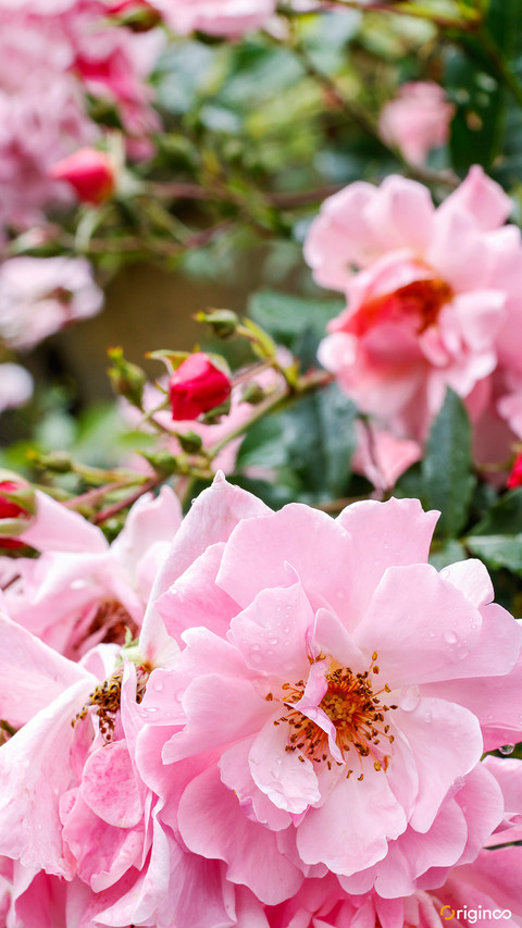 flower (11) preview