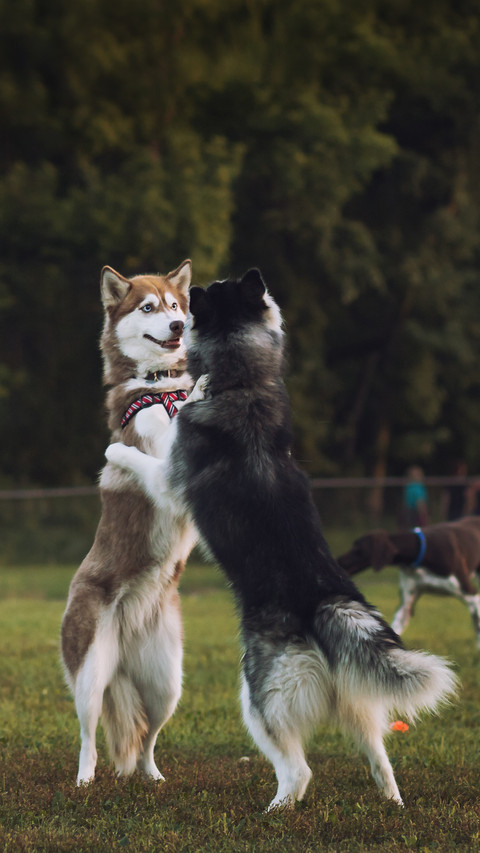 A dog that bumps into the face and easily recognizes mistake preview