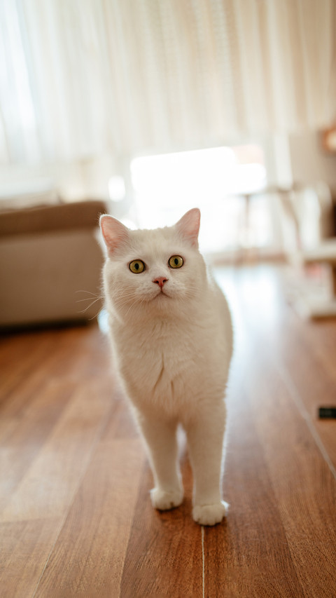 White beautiful cute cat standing at the living room preview