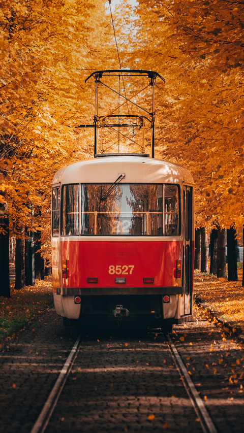 Yellowed Leaves And Tram preview