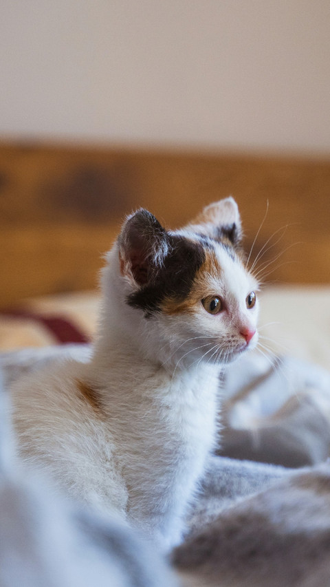 A Cute Cat Sitting on The Blanket preview