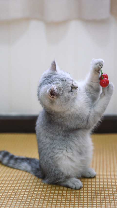 Greedy for cherries preview