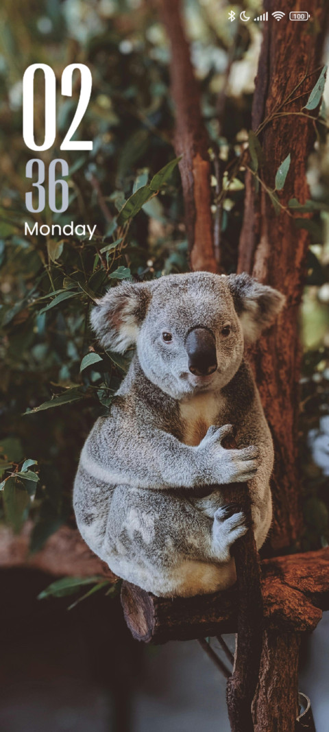 Cute Animal preview