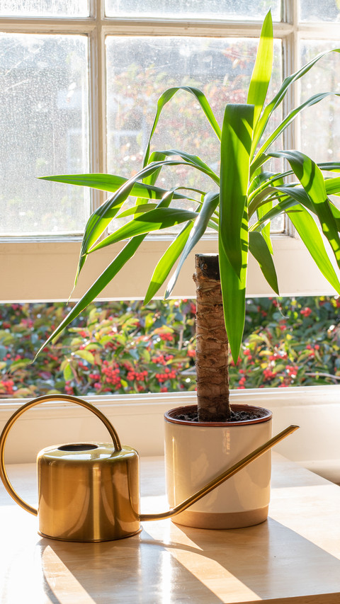 Home plants preview