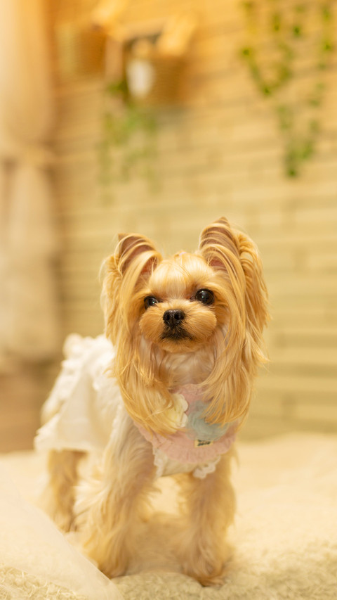 Why Dogs Dont Love Bathing 8 preview