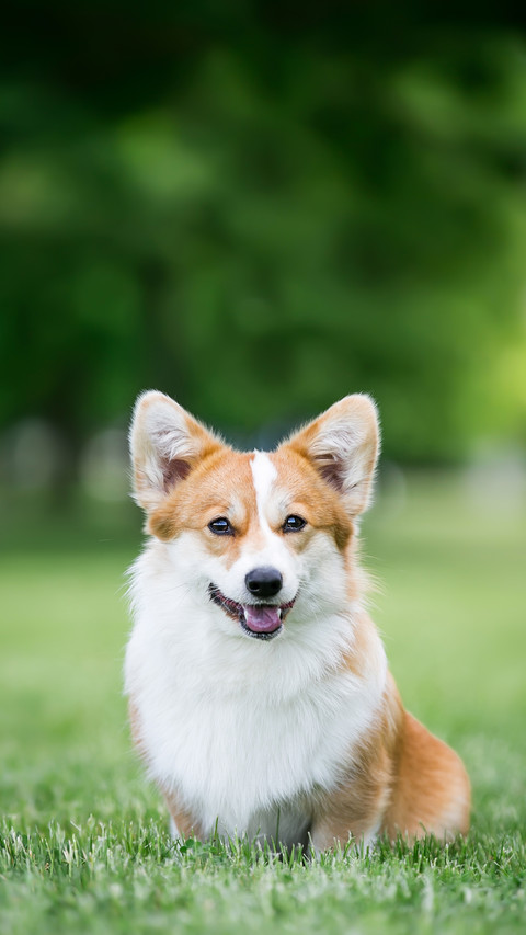 A Corgi pembroke Dog  Lying on Grass preview