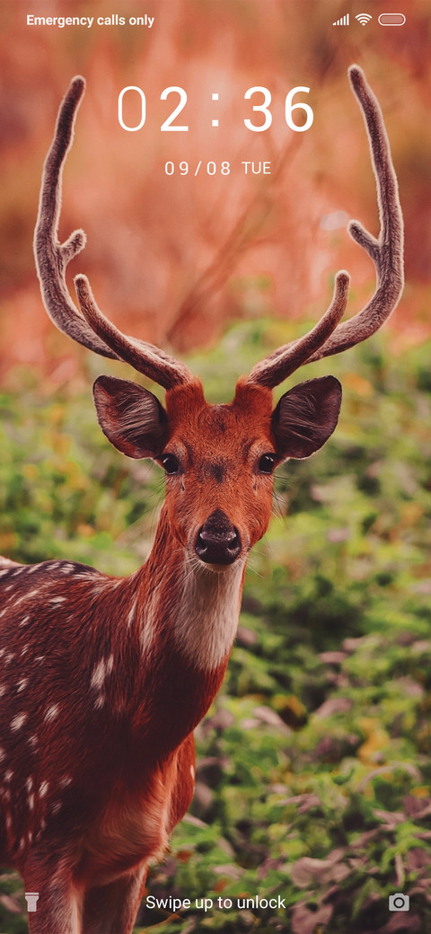 Deer 2_3MDS preview