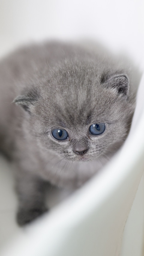 Dont Father Cat Love Kittens preview