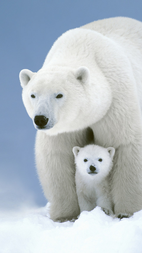 Polar bear mom with cub manitoba canada preview