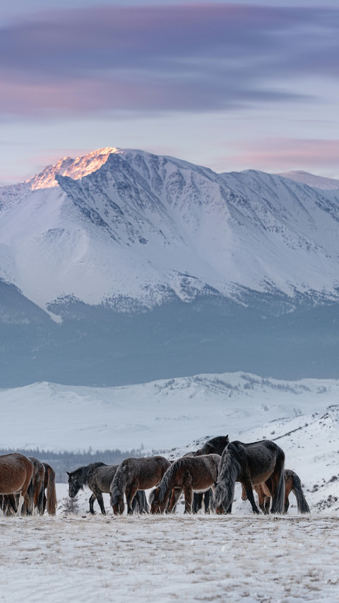 Horses Foraging on The Grass Under The Snow-capped Mountains preview