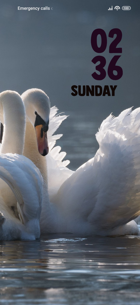 Swan preview