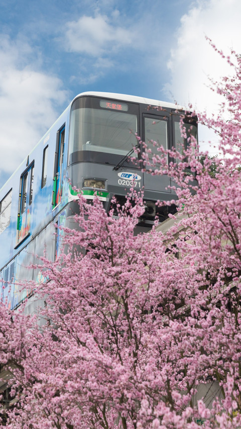 Spring Train Flower Sea Journey preview