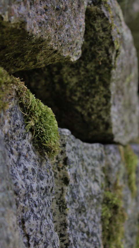 Finnish ancient wall moss idea preview