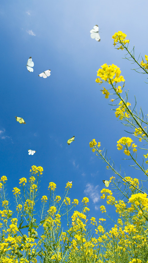 Rapeseed and butterflies preview