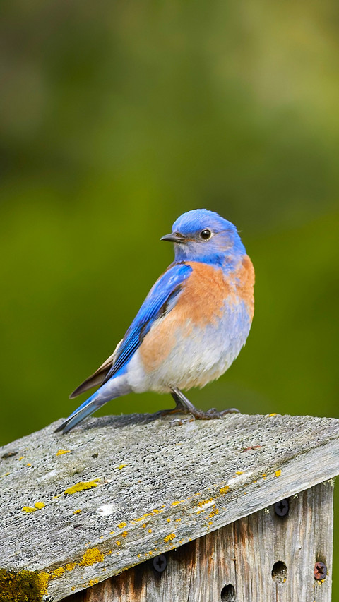 A little bird with a naturally gradient plumage preview
