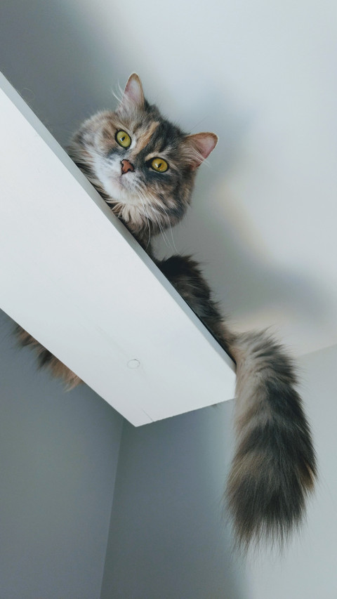 Help meow people maintain balance 51 preview
