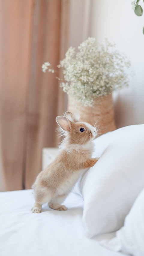Rabbit Lying on The Pillow preview