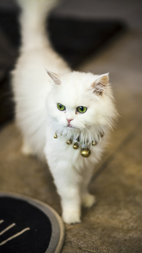 雍容华贵的波斯猫 preview