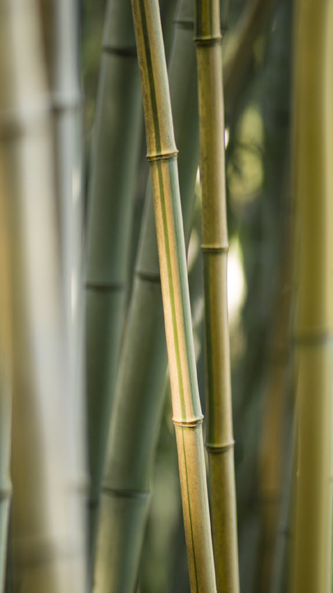 PAIXIN-plant (3) preview