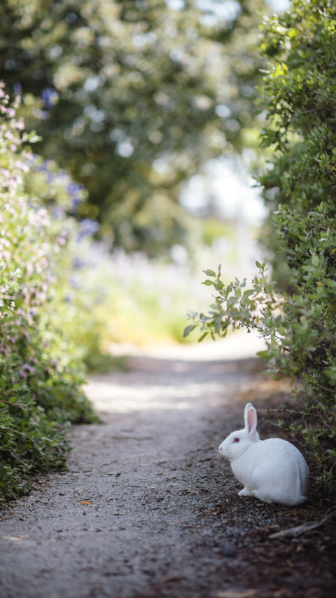 Rabbit (7) preview