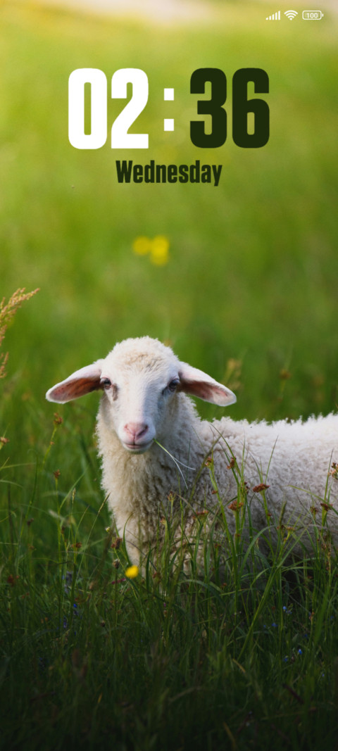 Sheep preview