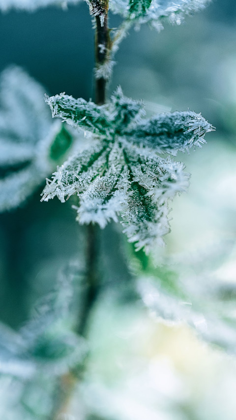 A cold morning preview