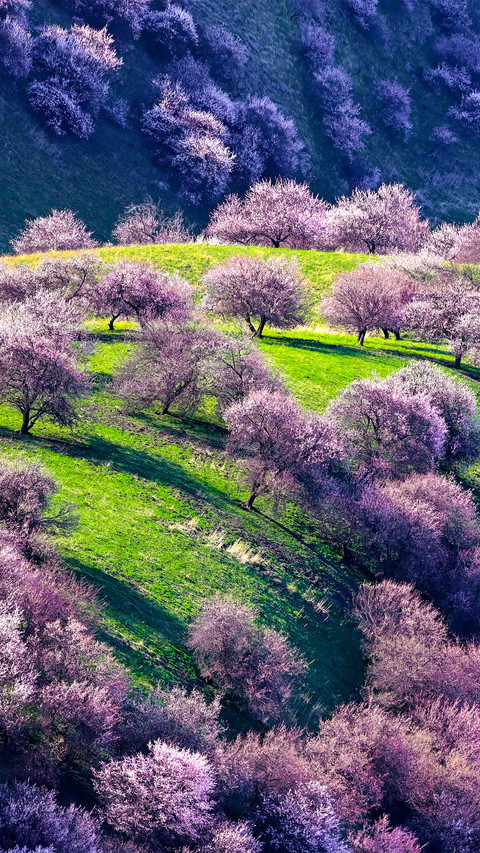 The apricot blossoms in yili preview