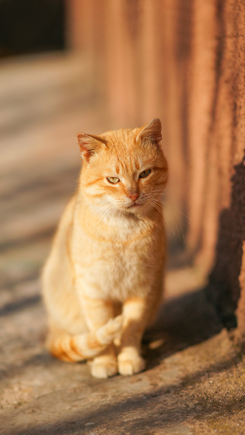 Lovely ginger cat sitting on a stone floor outdoor preview