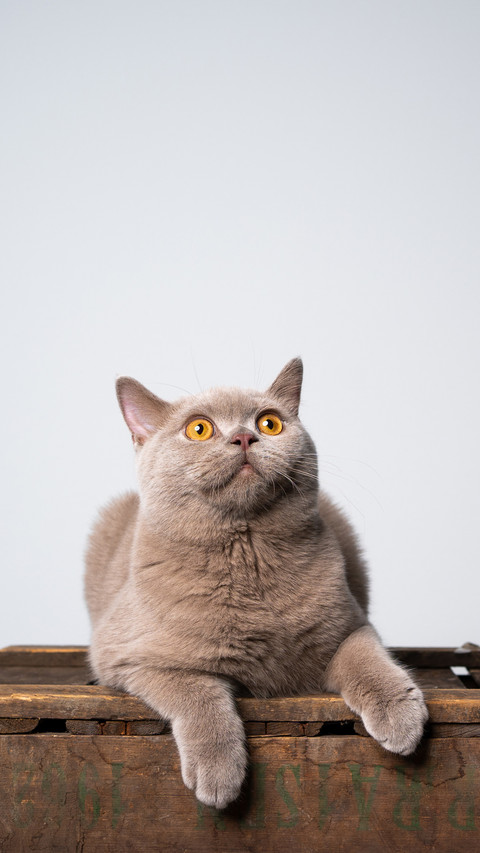Lilac british shorthair kitten resting on wooden crate preview