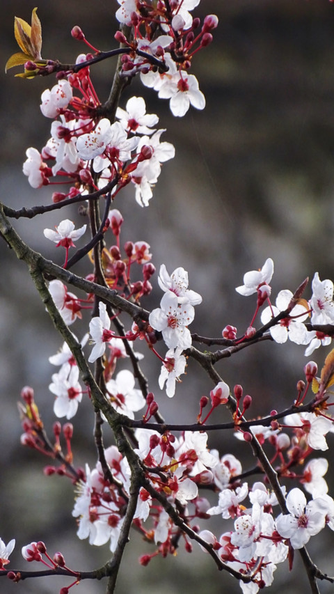 White cherry blossom preview