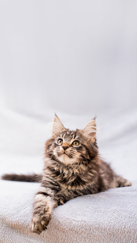 Maine Coon tabby kitten lies on a light fluffy blanket preview