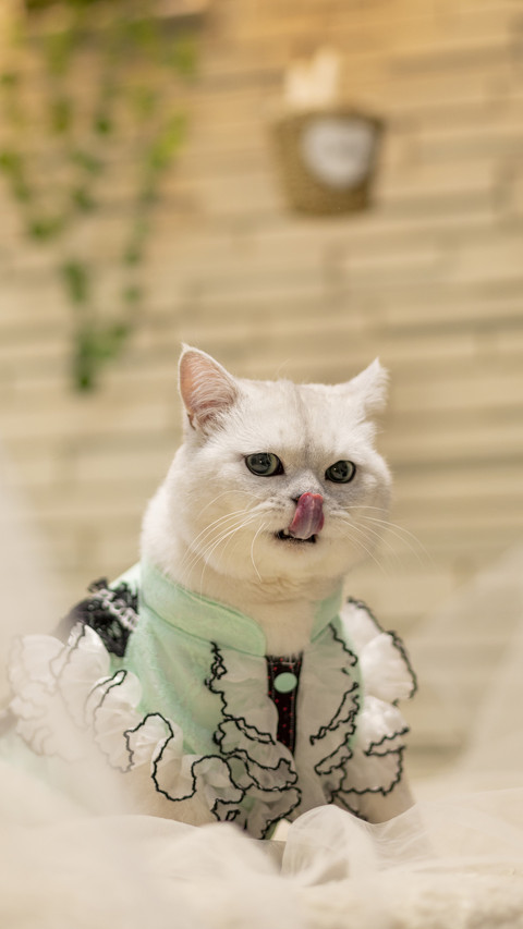 Can you shoot cats preview