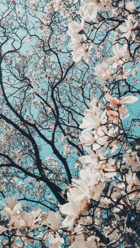 Spring (6) preview