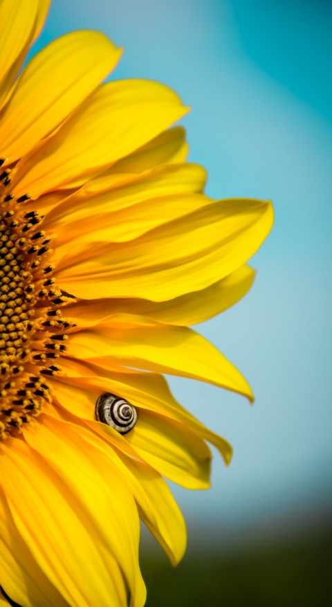 Yellow (26) preview