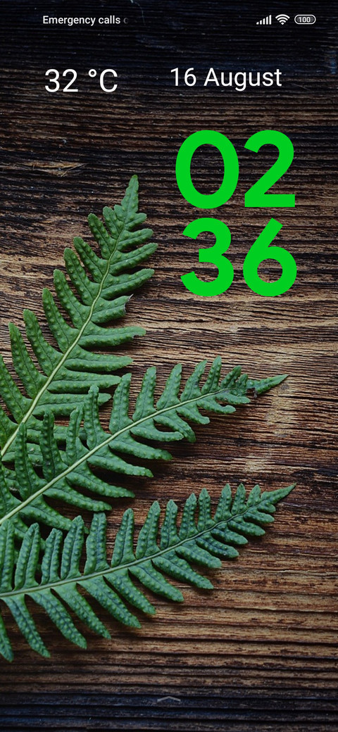 wood fern preview