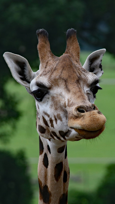 giraffe (9) preview