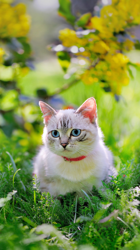 Cute Cat Lying on The Grass preview