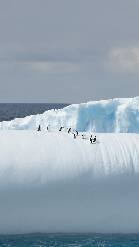Iceberg with penguins preview