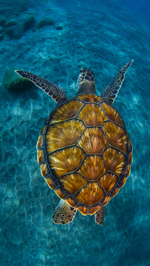 Why do sea turtles go ashore to lay eggs preview